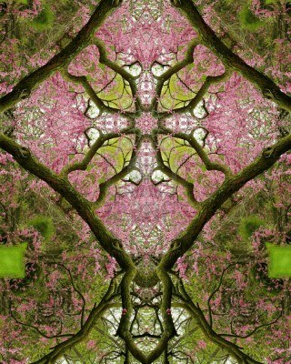 kaleidoscope tree and flower image