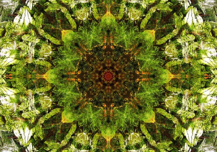 green flower mandala image