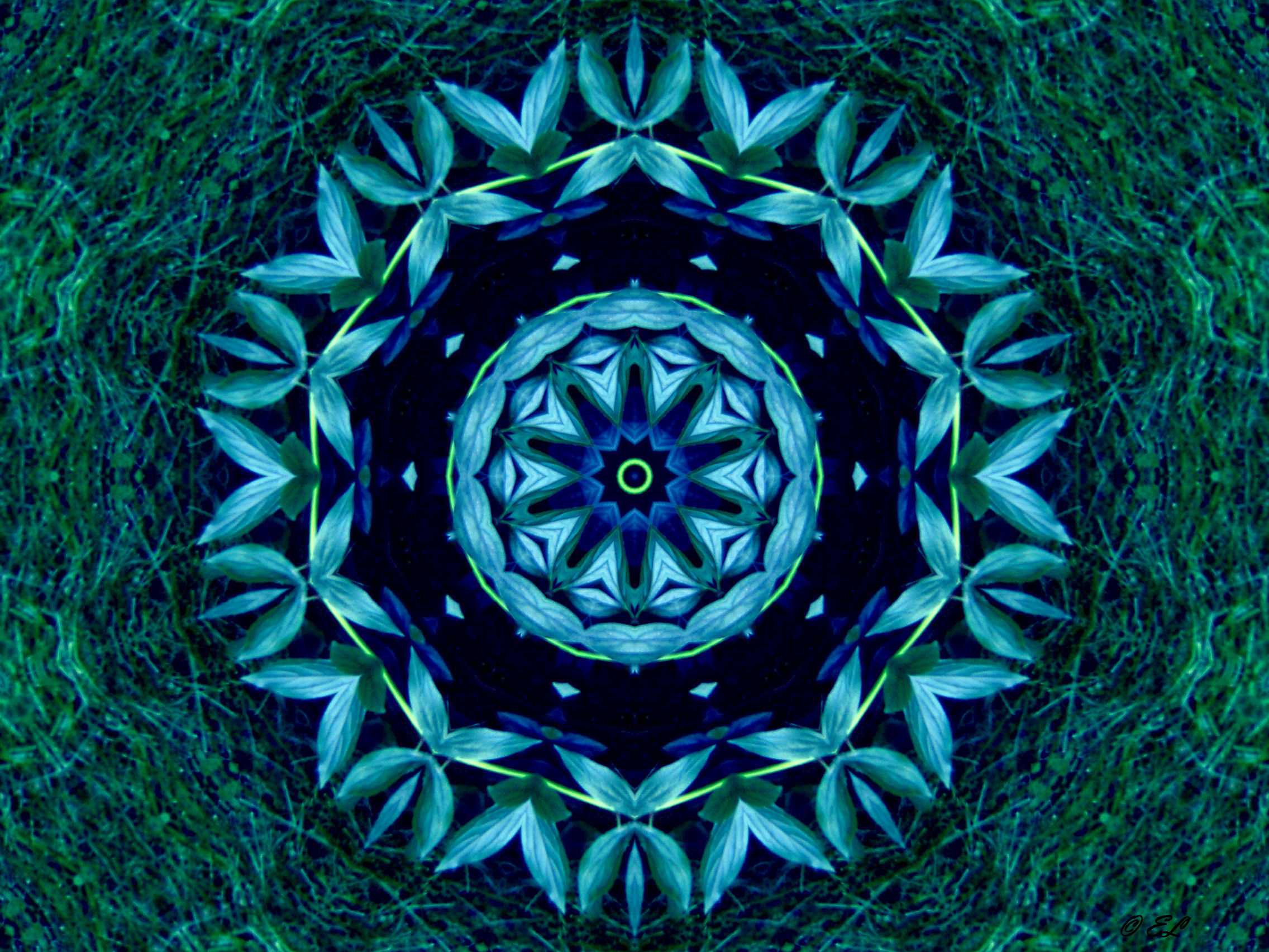 blue flower mandala image
