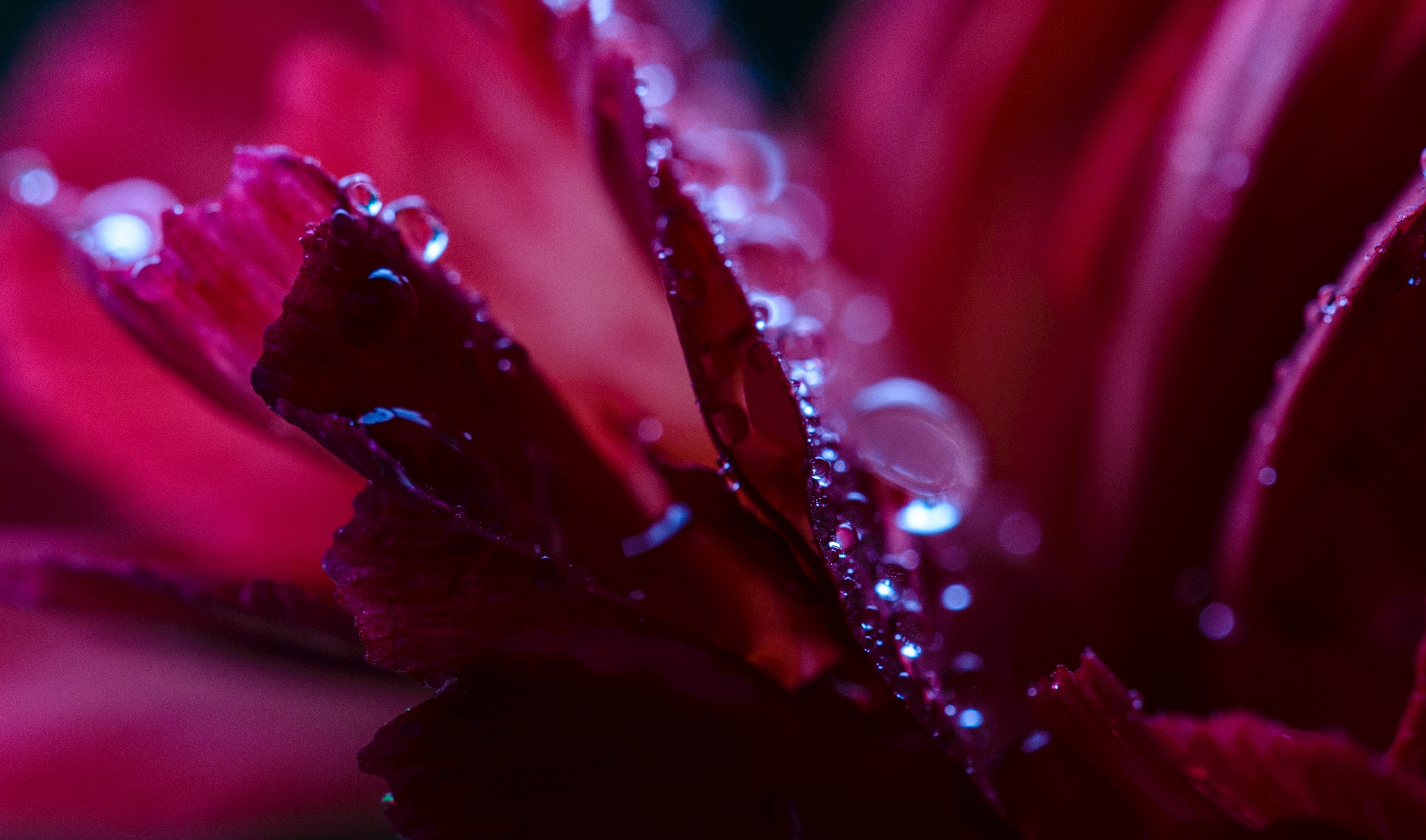 dew on the petals of a vermillion-colored rose