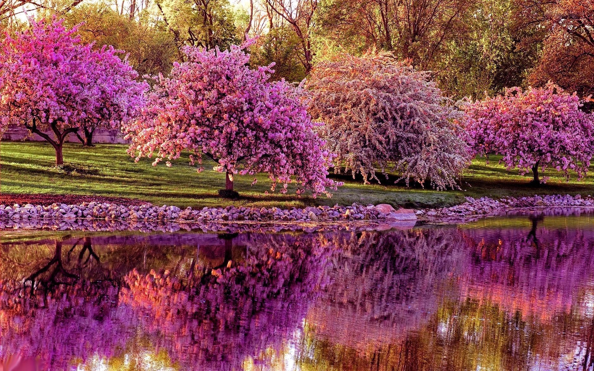 cherry blossoms reflecting on river image