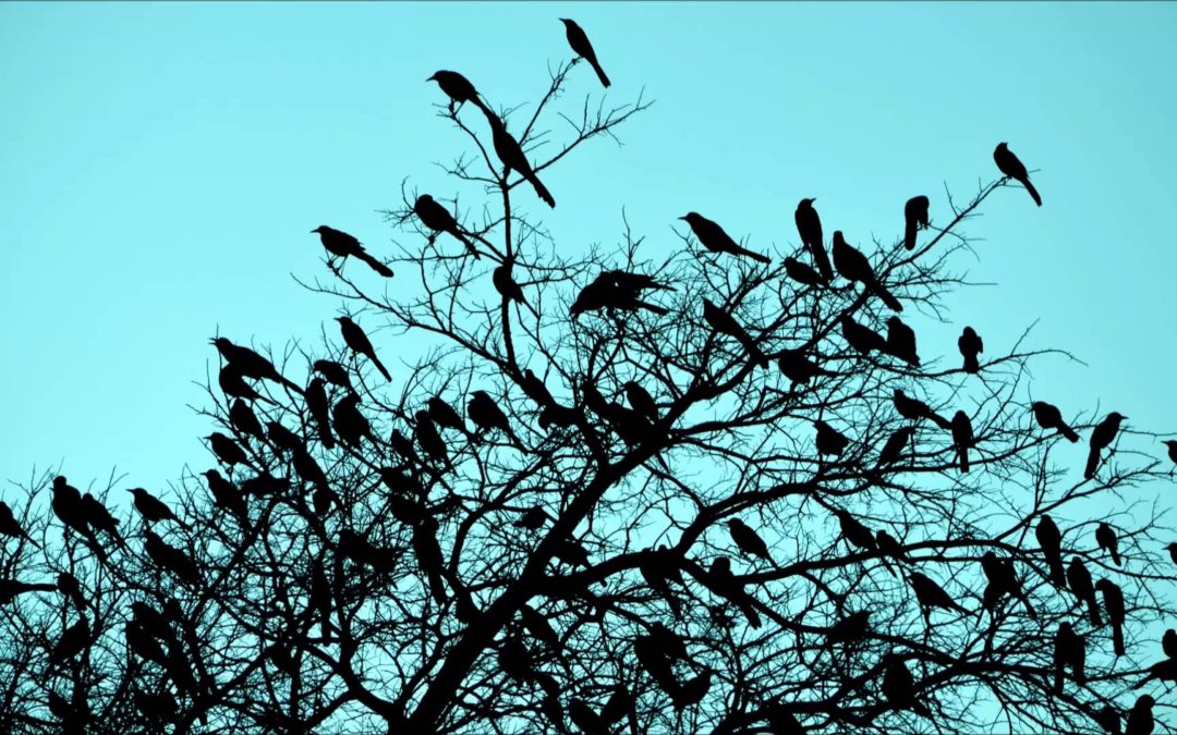 "morning birds in a tree"
