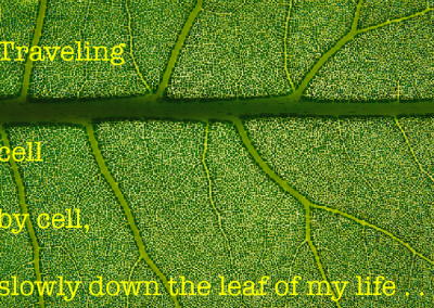 traveling down the leaf of my life image