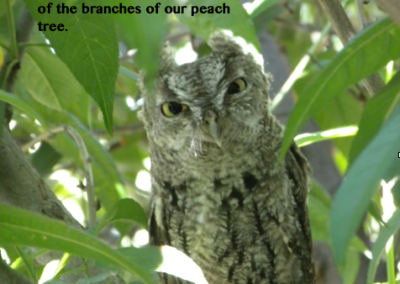 fledgling owl image